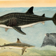 Illustration for article titled Vintage Shark Illustrations Are Jaw-Droppingly Gorgeous